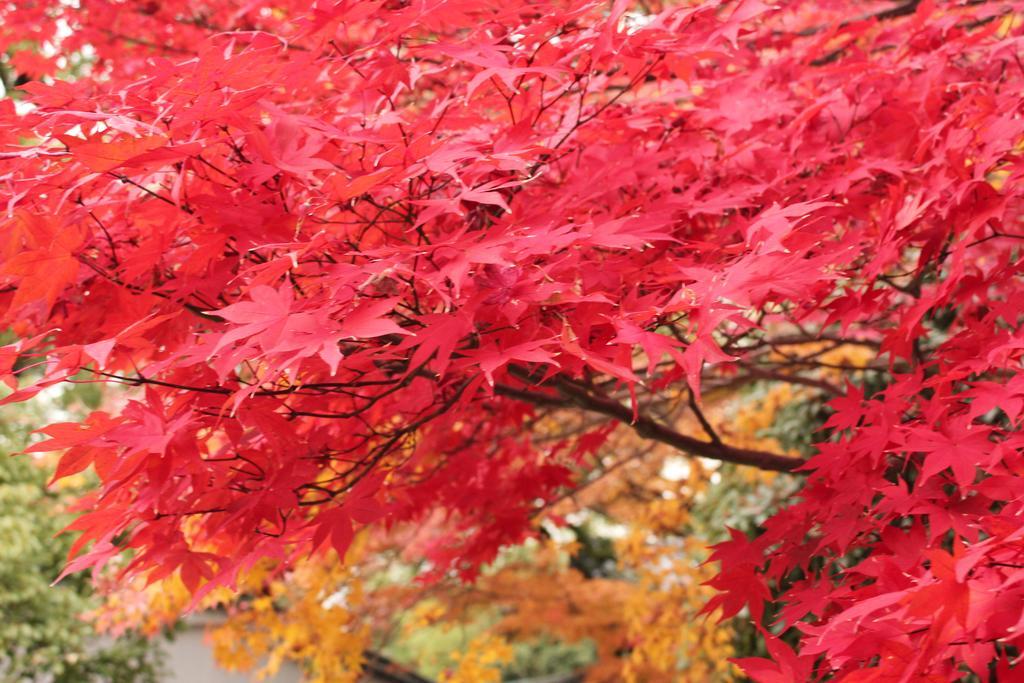 Hotel M'S Est Shijo Karasuma Kyoto Dış mekan fotoğraf